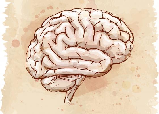 How the Brain Changes With AgeHow the Brain Changes With Age